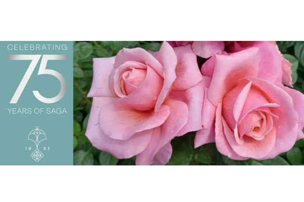 Win 1 of 75 Saga Rose Potted Plant