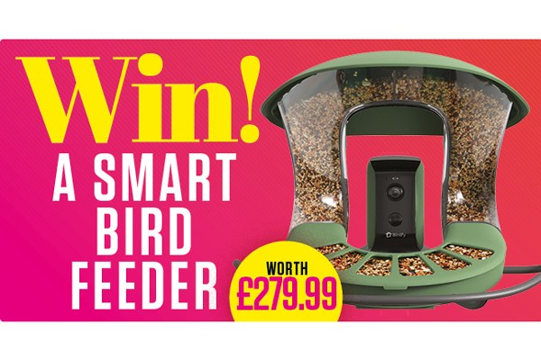 Win a Smart Bird Feeder